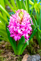 Blossom of aromatic spring flower hyacinth, nature background