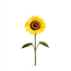 Obraz premium A fresh cut sunflower, isolated on white background