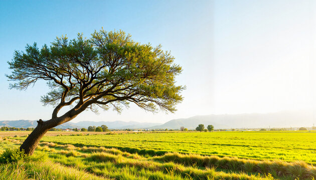 Tree bending in strong wind over lush fields, nature's resilience