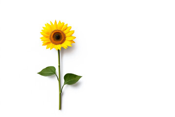 A fresh cut sunflower, isolated on white background