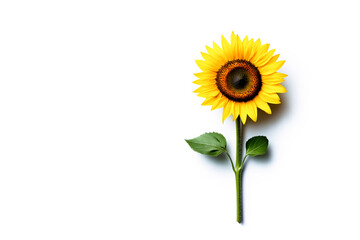 Fototapeta premium A fresh cut sunflower, isolated on white background