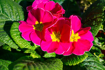Garden works in spring, multicolored primula flowers close up