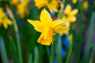 Blossoming of spring yellow daffodils flowers in park, spring season