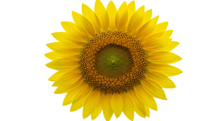 Fototapeta premium A Large Sunflower Head with Bright Yellow Petals