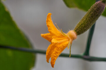 Cucumber ovary with yellow flower in close-up. Macro photography.