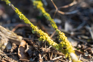 Xanthoria parietina is a foliose lichen in the Teloschistaceae family. Lichen on a broken branch.
