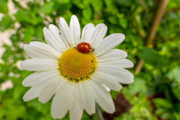 Fototapeta premium ladybug on camomile