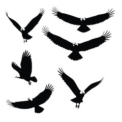 Obraz premium A collection of bold, black silhouette images of eagles in various flight positions against a pure white background