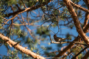 A lone bird on the branches of a pine tree in the forests of Finland
