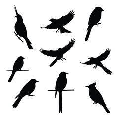 Fototapeta premium Birds in various poses and silhouettes showcasing different flight and perching actions in a black and white design