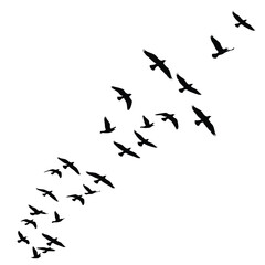 A captivating graphic of numerous birds in silhouette, soaring through a white background