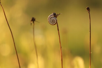 una piccola chiocciola su un fiore al tramonto