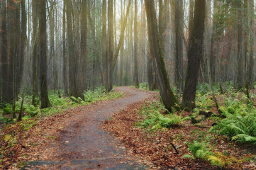 Fototapety na wymiar - Fototapeta24.pl