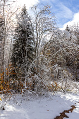 the first snowfall in the autumn forest in the wild, nature in this decoration with colors of autumn and winter