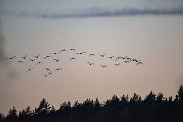 A formation of migrating birds on a spring evening in the forests of Finland