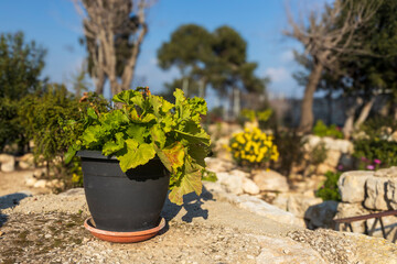 Geranium in a clay pot on a stone fence in a Mediterranean village.