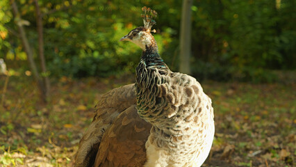 Close-up of a female peacock with brown and green plumage. The bird is standing on a bed of leaves in a park, looking alert.