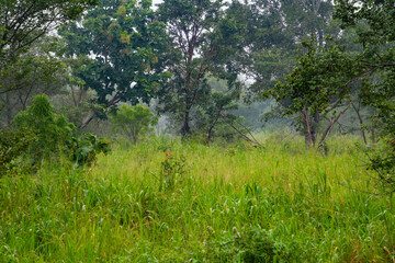 Hurulu Eco Park landscape in Habarana, Sri Lanka, Asia