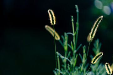 Summer nature background. Beautiful glowing grass ears in the sunlight against the dark green...
