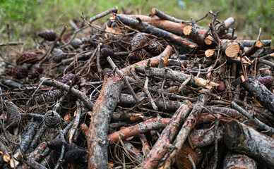 Cinematic Scene of Pine Cones Among a Stack of Chopped Pine Wood for Fireplace or Stove, Nestled in Nature, close up