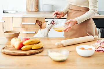 A Jack Russell Terrier stands near the kitchen counter while a person prepares food in a bowl. The kitchen counter is filled with fruits and cooking tools.