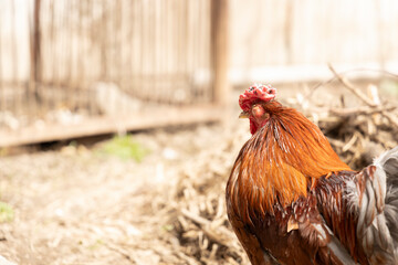  A close-up of a ginger rooster. Illustrate related to farming, survival, countryside living, or the unique nature of animals.