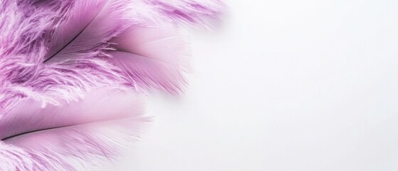 Obraz premium Soft, delicate lilac feathers against a white background. A dreamy, ethereal image perfect for design projects.