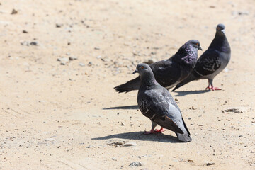 Beautiful pigeons on city street