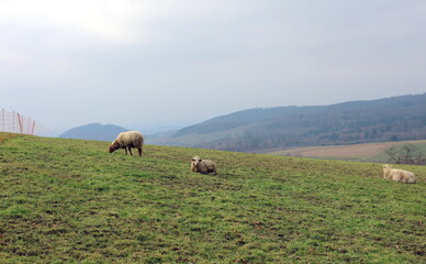 Schafe auf einer Weide im Schwarzwald