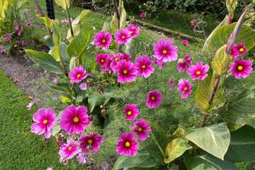 Kosmeya flowers growing in the garden	
