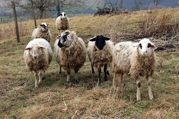 Schafe auf einer Weide im Schwarzwald