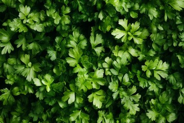 Vibrant green vegetable background featuring fresh produce for culinary inspiration