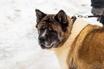 Large dog walking on a leash in winter. American akita
