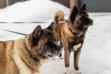 Two big dogs walking on a leash. American akita