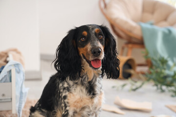 Naughty cocker spaniel in messy living room, closeup