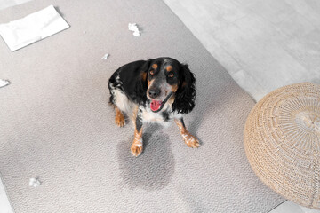 Naughty cocker spaniel near wet spot on carpet at home