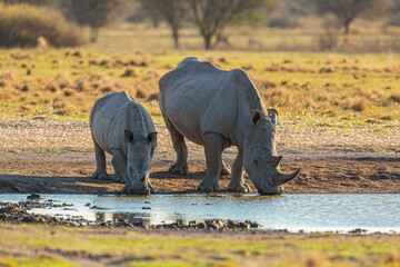 White rhinoceros (Ceratotherium simum); mother with calf drinking from a well, Botswana 