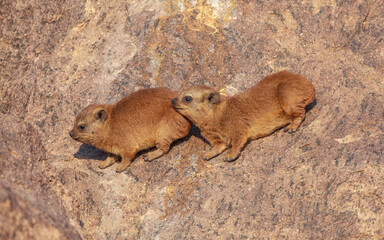 Two baby Rock Hyrax (Procavia capensis), Augrabies falls national park, South-Africa
