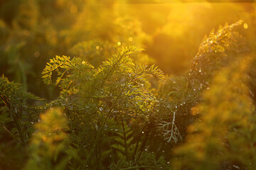 carrot tops in the field. Carrot bushes are planted in a row. Growing vegetables in rural areas.