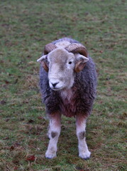 Portrait of a single Herdwick Sheep with horns.