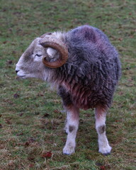 Herdwick sheep looking to it's right.