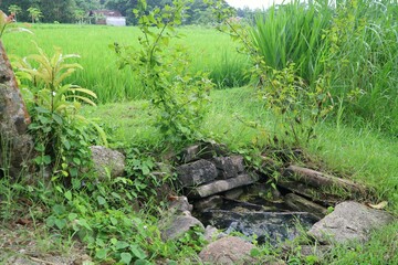 Natural Stone Spring and Greenery in a Vibrant Rural Countryside Field