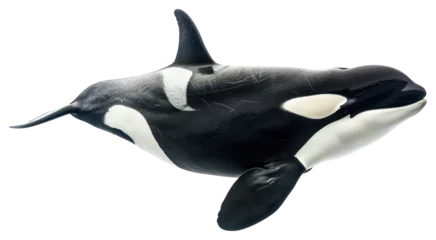 PNG Orca animal mammal whale.