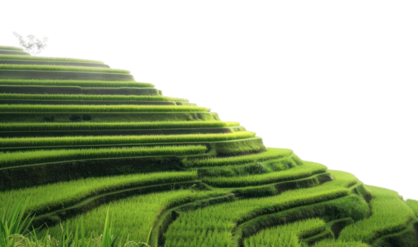 PNG Landscape outdoors terrace nature.