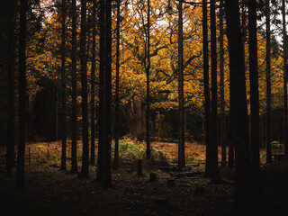 Fototapeta premium Old oak