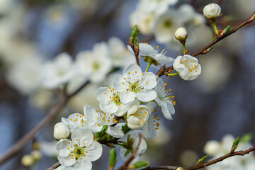 White plum blossom, beautiful white flowers of prunus tree in city garden, detailed macro close up plum branch. White plum flowers in bloom on branch, sweet smell with honey hints