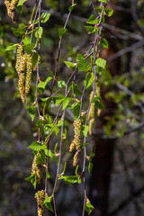 A birch branch with green leaves and earrings. Allergies due to spring blooms and pollen