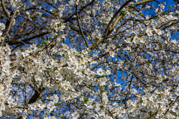 Prunus Cerasifera Blooming white plum tree. White flowers of Prunus Cerasifera