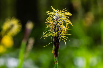 Sedge hairy blossoming in the nature in the spring.Carex pilosa. Cyperaceae Family
