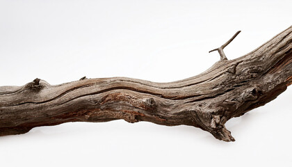 dead tree branch isolated on white historical past with clipping course for reproduction area picture